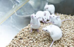 Six white lab mice huddle together in a cage.