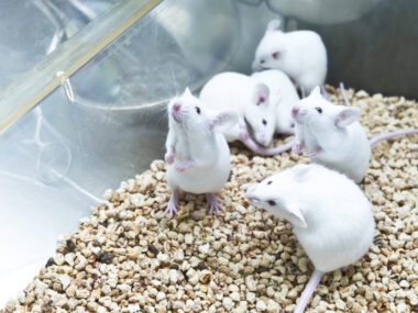 Six white lab mice huddle together in a cage.