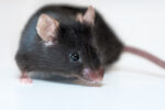 An image of a black mouse on a light background .