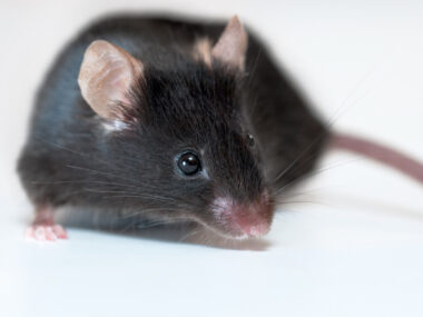 An image of a black mouse on a light background .