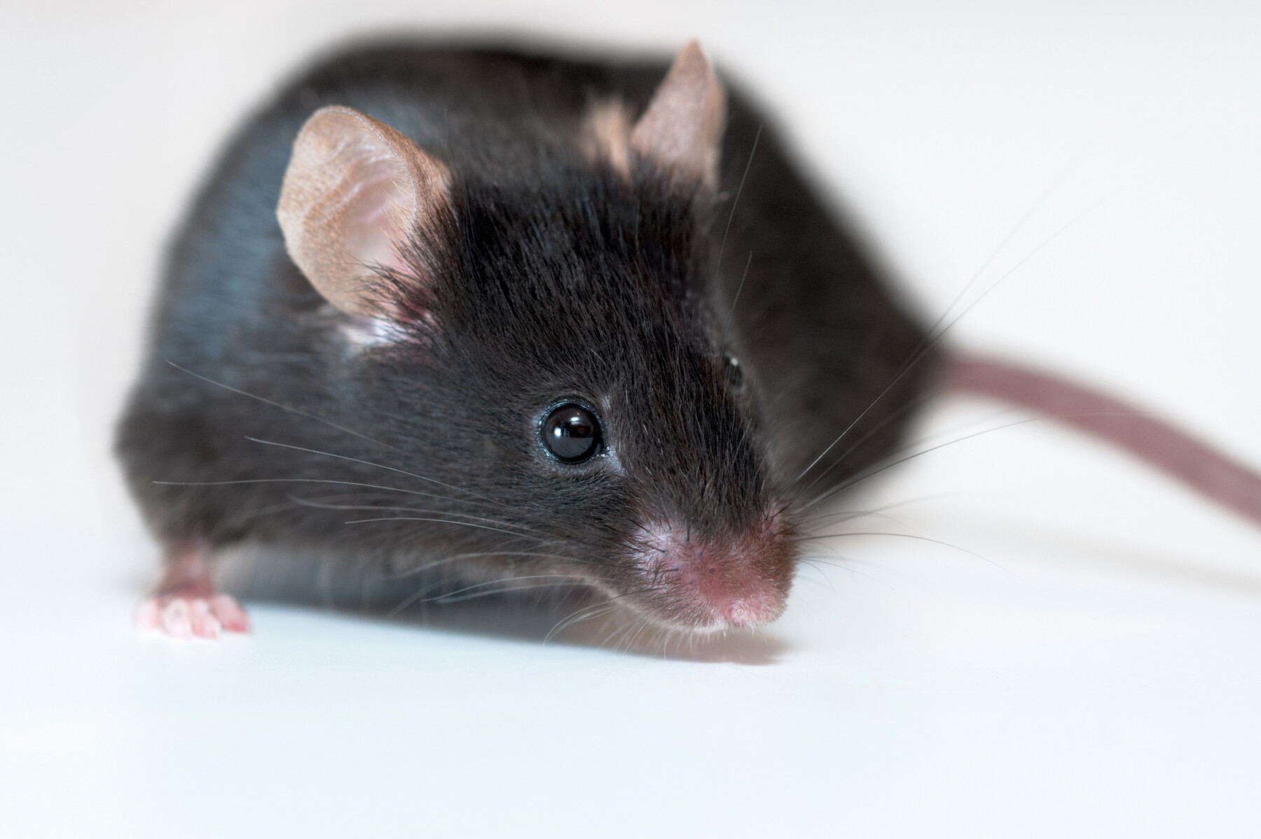 An image of a black mouse on a light background .