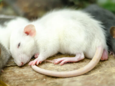 A photo shows a white mouse sleeping.