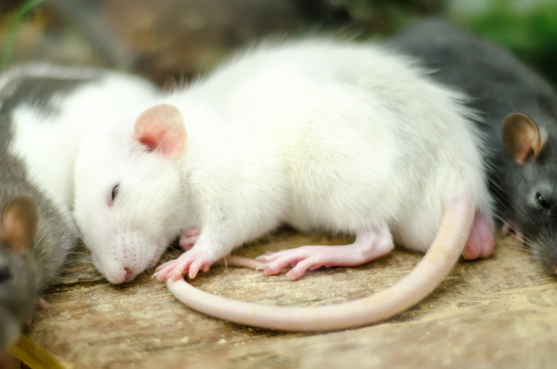 A photo shows a white mouse sleeping.